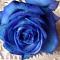   &*The Blue Rose*&